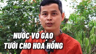 Ngâm nước vo gạo tưới cho hoa hồng rất hiệu quả mà an toàn