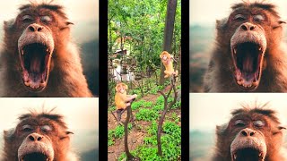 How to make fun with monkeys 🐒|everyday monkey funny video 😂🐒|#monkey