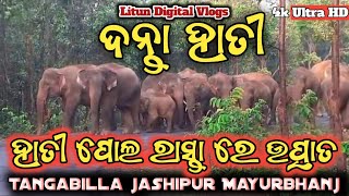 ହାତୀ ପୋଲ ରାସ୍ତାରେ ଉତ୍ପାତ !! Elephant strike !! Elephant Attack !! Litun Digital Vlogs