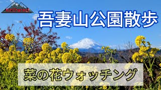 菜の花ウォッチング吾妻山