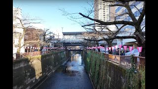 Meguro River: The Calm Before the Blossom - Cherry Blossom Season in Tokyo (Part 1)