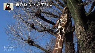 キリンのクビが長いわけ Theory of giraffe's evolution #223 【AnimalTV アニマルテレビ】