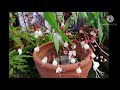 indian beads plant also know as bridal viel and clerodendrum from my garden