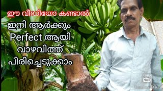 ഈ വീഡിയോ കണ്ടാൽ perfect ആയി വാഴവിത്ത് പിരിക്കാൻ പഠിക്കാം/കൃഷി / വാഴകൃഷി/happy family YouTube channel