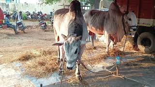 🌳 నంది \u0026🌴 వీర నరసింహ రెడ్డి