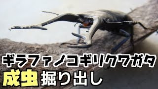 【クワガタ カブトムシ生活】ギラファ ノコギリクワガタ 掘り出し 2018年 10月 その2【stag beetle】