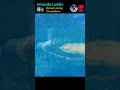 amanda lundin 🇸🇪 women s diving 10m platform short yt eye