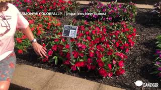 HARMONY® COLORFALL SERIES | Impatiens New Guinea