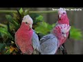 australian birds galah the unique pinky rose