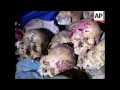 500 skulls found in warehouse