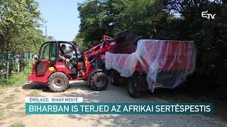 Biharban is terjed az afrikai sertéspestis – Erdélyi Magyar Televízió