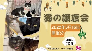 猫の譲渡会P2会場から🍀【2022年5月15日】ねこ99福岡の里親募集