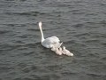 白鳥の親子　swan family