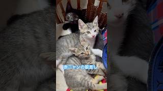 ネコと子ネコとおじさん　赤ニャンの眼差しに触れてみたくなるおじさんとその結果‼️ #shorts #cat #cats #赤ニャン #子猫 #kitty #ねこ #猫のいる暮らし #猫