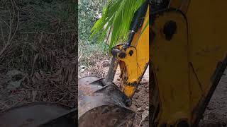 ଗୁଆ ଗଛ ସ୍ଥାନାନ୍ତର କରା ଯାଉଚି | beetelnut tree shifting