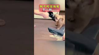 給狗狗的教育訓練，下一秒... #動物解說 #動物頻道 #動物觀察 #搞笑視頻 #野生動物 #動物奇觀 #omg #狗狗搞笑 #搞笑瞬間 #funnydogs #dogs