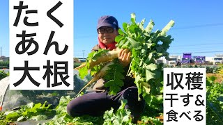 大根の収穫始まりました｜たくあん用に干す作業