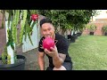 my first big harvest of dragon fruit season 2023 lots of fruits