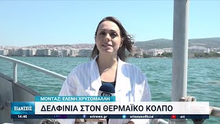 Όλο και περισσότερα δελφίνια στον Θερμαϊκό Κόλπο | 25/07/2022 | ΕΡΤ