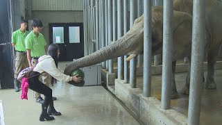 しろとり動物園の人気者・アフリカゾウのパトラちゃんが来園35周年！　記念イベント開催　香川