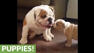 English Bulldog father bonds with his litter of puppies