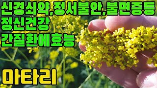 마타리(패장,황패장)―항균,해독,신경쇠약,정서불안,불면증,간염,간기능장애,간농양,산후통증,적백대하증,월경불순,자궁내막염,장염,대장염,맹장염,피부질환,위궤양,치질,이뇨,부종등에 효능