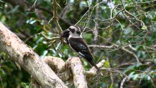 Kingfisher eat bird? 笑翠鳥在吃什麼