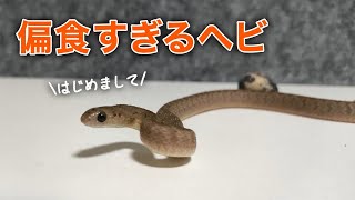 かわいい顔して偏食すぎるヤバいヘビをお迎えしました