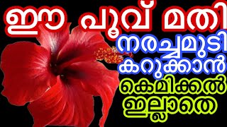 ഈ പൂവ് മതി നരച്ചമുടി കറുപ്പിക്കാൻ കെമിക്കൽ ഇല്ലാതെ