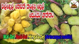 පුදුම ගේමක් දීලා වල් දෙල් කැඩුවා  Wal Del. Bedi Del. Hingala Del.Kala Del [Artocarpus Nobilis]