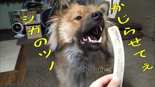 鹿の角を夢中でガリガリかじる犬