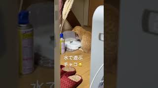 水遊び#猫 #かわいい猫 #ほごねこと暮らす #かわいい子猫#保護猫達の日常#短いショート#子猫