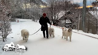 新雪に足跡を残しながらのんびり散歩したルンルンとアランとベルです　Great Pyrenees　グレートピレニーズ