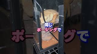 【恐怖】深夜の生き物たちが怖すぎた…#shorts