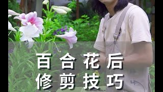 百合花后修剪技巧