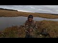 duck hunting alaska tons of pintails bear encounter