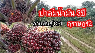 ปาล์มสุราษฎร์2 ปาล์มCPI ในที่นา อายุ3ปี มีผลผลิตให้เก็บ