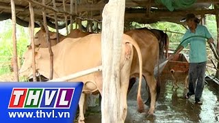 THVL | Nông dân miền Tây – Kỳ 55: Ông Lê Văn Dũng làm giàu nhờ ứng dụng khoa học