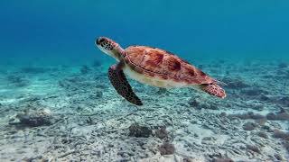 Sea Turtle Swimming...