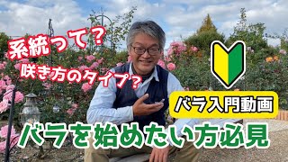 【園芸】「初めての方必見！バラ入門動画」系統と咲きタイプを解説