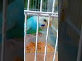 lovely birds🥰... #birds #parakeet #lovebirds #budgies #parrot #youtubeshorts #shortsfeed #youtub