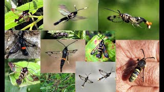 UK ADULT CLEARWING MOTH GUIDE (SESIIDAE)