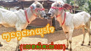 កូនមេពូជលក់អាយុ5ខែ(លេខសំគាល់318)