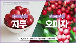 습하고 무더운 여름에 먹기 좋은 수제청은? [손주희 대표님 인터뷰 #3]