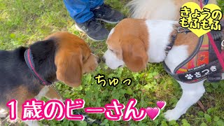 ビーグル子犬さん♪わちゃわちゃ挨拶大会【ビーグルさつきとポメ梵天】