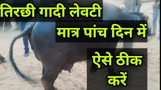 भैंस गाय की लेवटी कैसे सही करें   Ramawat