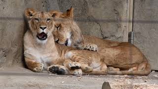 八木山動物公園　ライオン　サン　なお