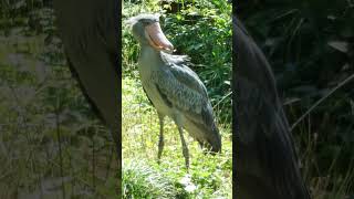 サーナ　ハシビロコウ　上野動物園