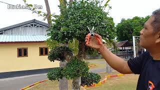 Bonsai serut atau pungut