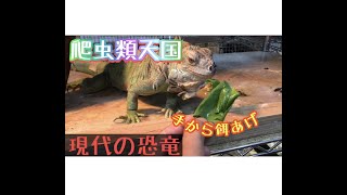 現代の恐竜に手で餌あげ？！【爬虫類天国/グリーンイグアナ/かわいい/ベジタリアン】